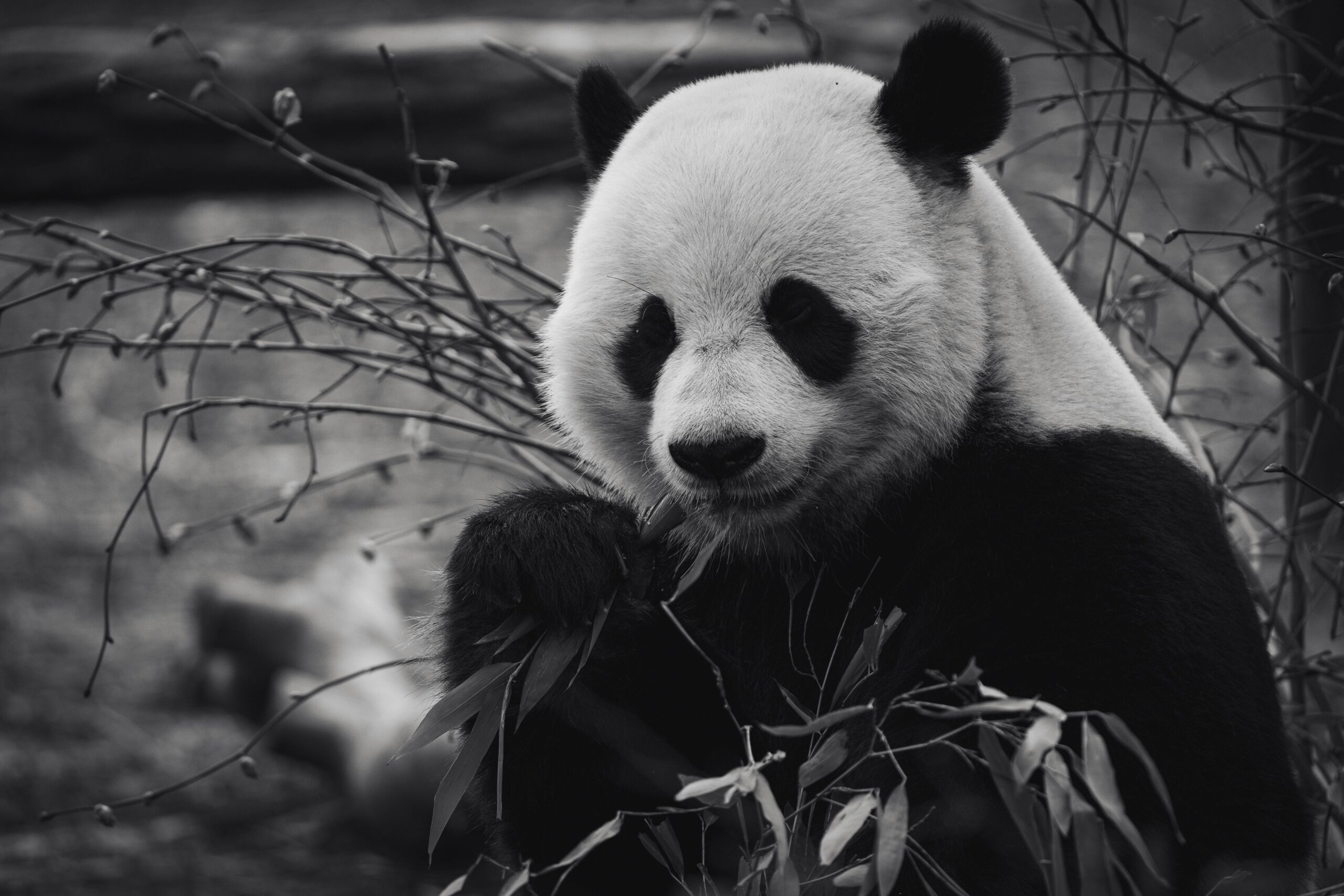 A charming giant panda enjoying bamboo in a natural habitat, captured in black and white.